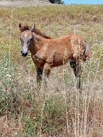 Puledra