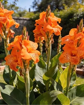 BULBI CANNA INDICA ARANCIONE 