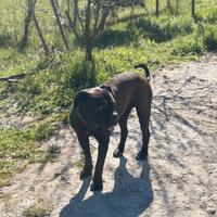 Cane corso