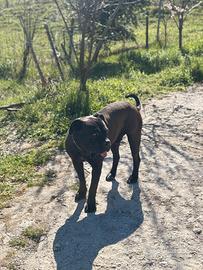 Cane corso