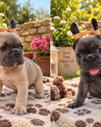 Bulldog francese
