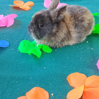 Conigli nani colorati