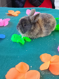 Conigli nani colorati