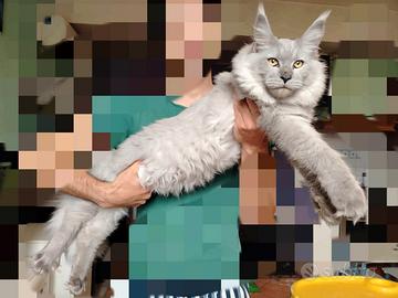 Monta Maine Coon
