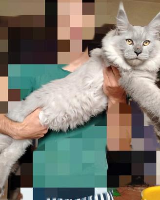 Monta Maine Coon