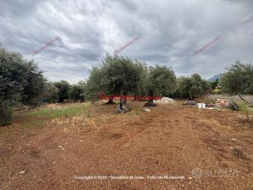 Terreno, Termini Imerese.