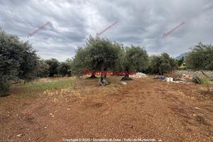 Terreno, Termini Imerese.