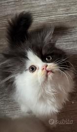 Gatto persiano