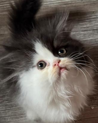 Gatto persiano