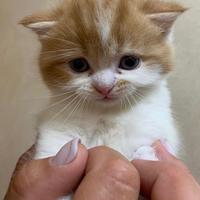 Scottish Fold e Stright