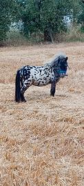 Mini pony