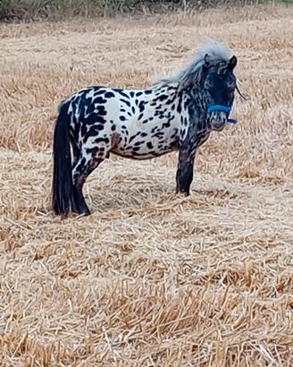 Mini pony