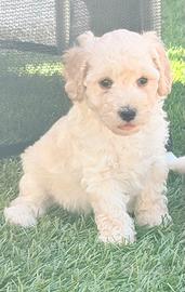 Cuccioli di barboncino