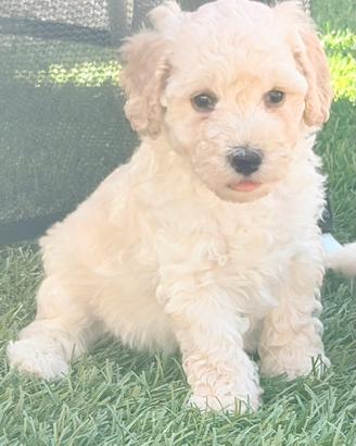 Cuccioli di barboncino