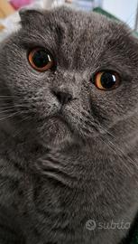Gatta Scottish Fold