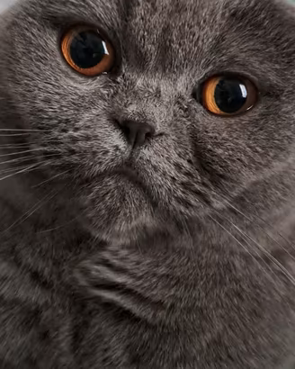 Gatta Scottish Fold