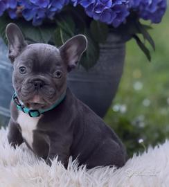 Bulldog francese esotico