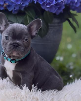 Bulldog francese esotico