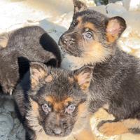 Cucciolo pastore tedesco