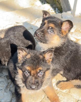 Cucciolo pastore tedesco