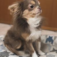 Chihuahua stallone lilac tan
