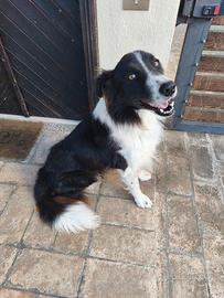 Border collie incrociato con pastore maremm