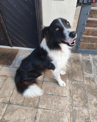 Border collie incrociato con pastore maremm