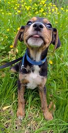 Cucciolo in adozione