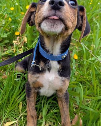 Cucciolo in adozione