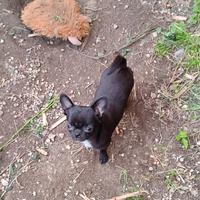 Cucciola chihuahua pelo corto