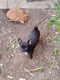 Cucciola chihuahua pelo corto