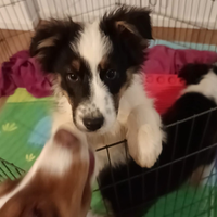Pastore australiano australian shepherd maschio bl