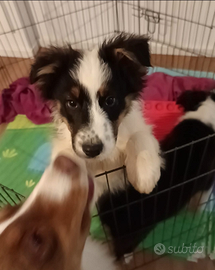 Pastore australiano australian shepherd maschio bl