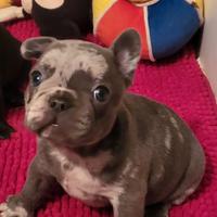 Canecuccioli bulldog francese esotici