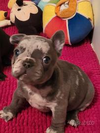 Canecuccioli bulldog francese esotici