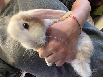 Coniglietti nani ariete in diverse colorazioni