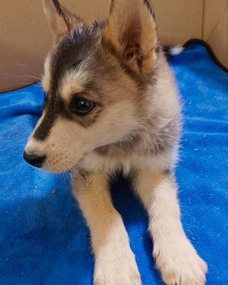 Husky