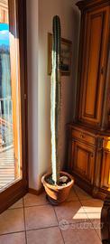 cactus gigante 190cm