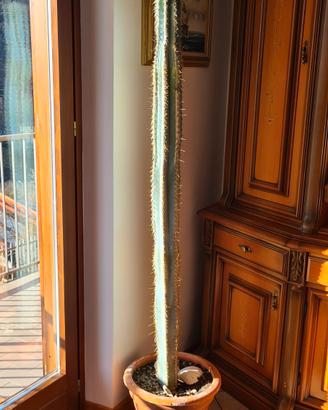 cactus gigante 190cm
