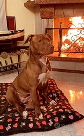 Pitbull red nose accoppiamento
