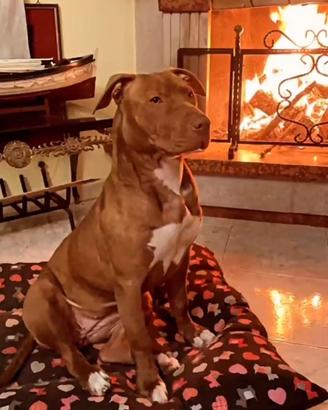 Pitbull red nose accoppiamento