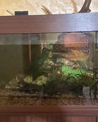 Acquario Dubai 80