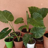 piante