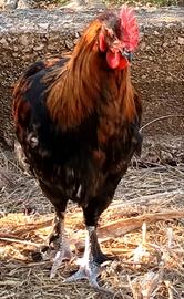 Galletti Araucana e Marans nero ramato