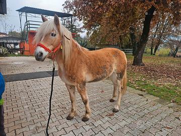 Haflinger 12 anni