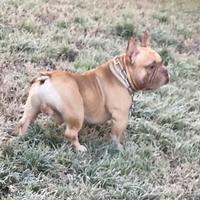 Bully exotic