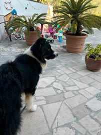 Stallone pastore australiano