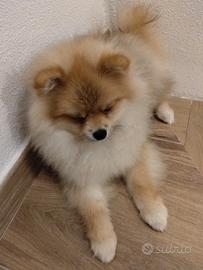 volpino toy pomerania 