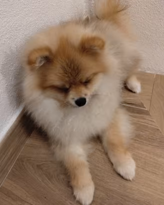 volpino toy pomerania 