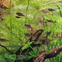 Microrasbora Galaxy (Temporaneamente Esaurite)